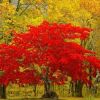 紅楓