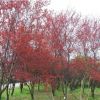 紅葉李