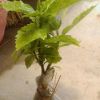 花葉珊瑚