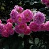野薔薇