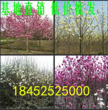 批發玉蘭小苗 紅紫白黃色玉蘭樹苗 1米以高苗圃基地直銷