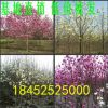 批發玉蘭小苗 紅紫白黃色玉蘭樹苗 1米以高苗圃基地直銷