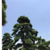 福建日本羅漢松批發(fā) 造型羅漢松 盆景羅漢松產(chǎn)地直銷