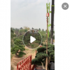 自家羅漢松低價銷售 造型羅漢松 盆景羅漢松直銷 物美價廉