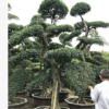 福建場地直銷榆樹盆景、物美價廉，歡迎來電咨詢