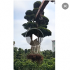福建小葉榕出售 小葉榕報價 低價出售自產小葉榕