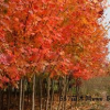 北美紅櫟
