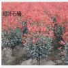 紅葉石楠