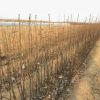 供應梨樹苗 新梨七號適合北方大面積種植的梨樹苗 梨樹苗基地直銷