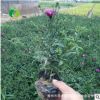 荷蘭菊地被批發(fā) 荷蘭菊草花盆栽 適合花壇國(guó)慶擺 青州花卉