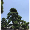福建日本羅漢松批發 造型羅漢松 盆景羅漢松產地直銷