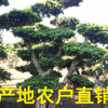 千畝榕樹基地 榕樹盆景 榕樹樁景 造型榕樹 大型榕樹