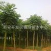 泰安直銷 1公分皂角小苗 經濟綠化工程苗 皂種 保證成活