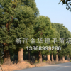 香樟樹批發 全冠移栽多年香樟常綠喬木