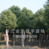 大量供應多年移栽截桿香樟樹 綠化工程樹 浙江香樟樹 10公分