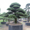 基地優質供應造型羅漢松 園林工程