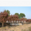 批發紅楓 綠化工程苗木 規格齊全 質優價廉