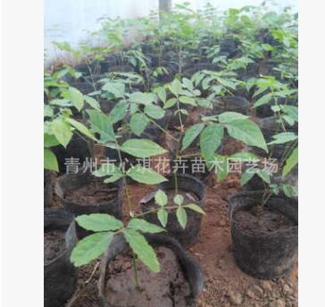 批發優質藤蘿 青州花卉交易市場 盆栽 紫藤
