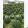 龜甲冬青球 各種規格 基地直銷 大量銷售 龜甲冬青盆栽