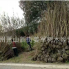 果石榴 花石榴 基地直銷 各種規格 品種齊全 量大優惠