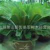 福建 鐵樹 蘇鐵 基地直銷 各種規格 品種齊全 量大優惠