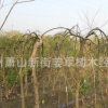 龍爪槐 基地直銷 各種規格 行道樹 量大優惠