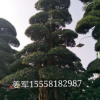 園林綠化 市政園林 羅漢松 各種造型樹 批發零售