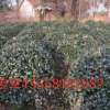 無刺構骨球/有刺枸骨球 各種規格 基地直銷 品種齊全