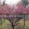 紅梅 嫁接 綠梅 各種規格 大量批發 基地直銷 品種齊全