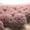 紅花繼木球 基地直銷紅花繼木扦插 品種齊全 大量供應