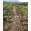 紅葉石楠籬笆苗 行道樹園林綠化工程苗木 基地直銷批發批價格