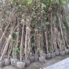 紫荊 叢生紫荊 基地直銷 各種規格 品種齊全 量大優惠