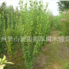 木槿 獨桿木槿 各種規格 基地直銷 品種齊全 量大優惠