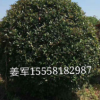 紅葉石楠球 盆栽 基地直銷 品種齊全 紅花繼木球 量多優惠