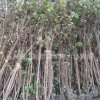 紫荊 綠化苗木工程 杭州蕭山苗圃基地價格 臘梅 花石榴 大量供應