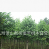 樂昌含笑 基地直銷 行道樹 各種規格 品種齊全 量大優惠