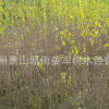 木槿 各種規格 獨桿木槿 品種齊全 量大優惠 臘梅 基地直銷