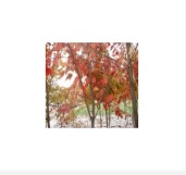 美國紅楓