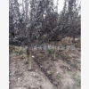 紅葉李 基地直銷 花桃 各種規格 品種齊全 量大優惠