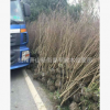 花石榴 獨桿花石榴 基地直銷 各種規格 品種齊全 量大優惠