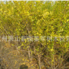花石榴 基地直銷 獨桿花石榴 紅葉碧桃 各種規格 品種齊全