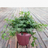 常春藤 爬藤植物 基地直銷 凌霄 紫藤 各種規格 品種齊全