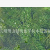 金魚藻 水生植物 批發價格綠化苗木大量供應