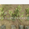 杜鵑 盆栽 毛鵑球 紫鵑 夏鵑 各種規格 品種齊全 量大優惠