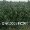 夾竹桃 植物批發價格花卉大量供應水生植物 基地直銷