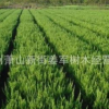 小龍柏 批發價格 基地直銷 工程采購 直升龍柏 檜柏