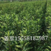 法國冬青 又名青珊瑚 各種規格 品種齊全 量大優惠