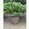 夏鵑球 各種規格 盆栽 各種規格 基地直銷 品種齊全 量大優惠