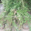 黃馨球 基地直銷 各種規格量大優惠 小苗 園林綠化工程苗木