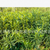 夾竹桃 基地直銷 各種規(guī)格 品種齊全 紫荊 臘梅